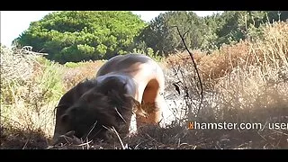 Įdomus įdomus gaidys pobūdžio patenkintas įmova